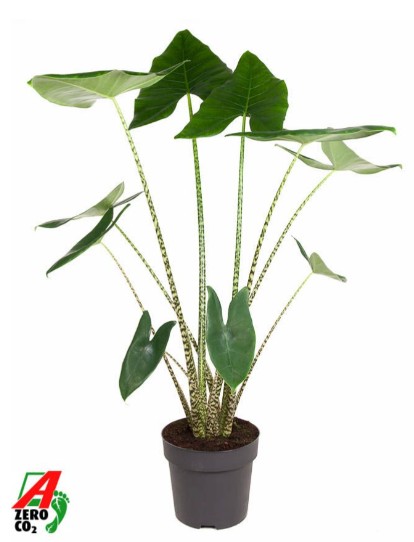 Alocasia zebrina