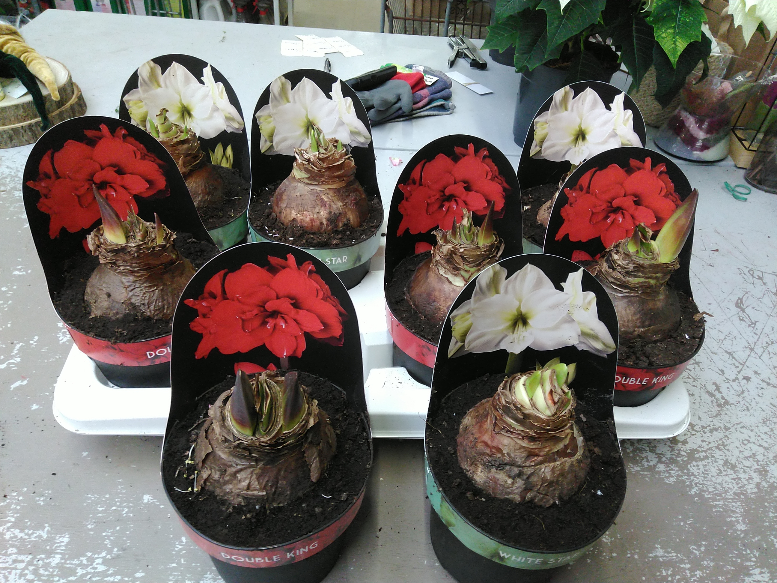 Amaryllis Double King