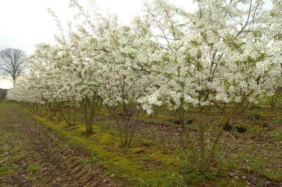 Amelanchier lamarckii