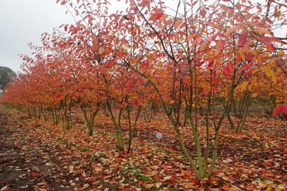 Amelanchier lamarckii