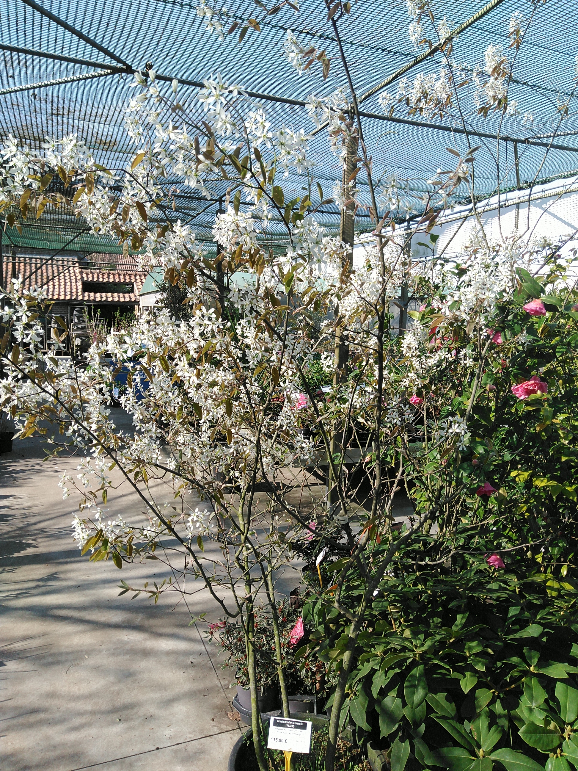 Amelanchier lamarckii