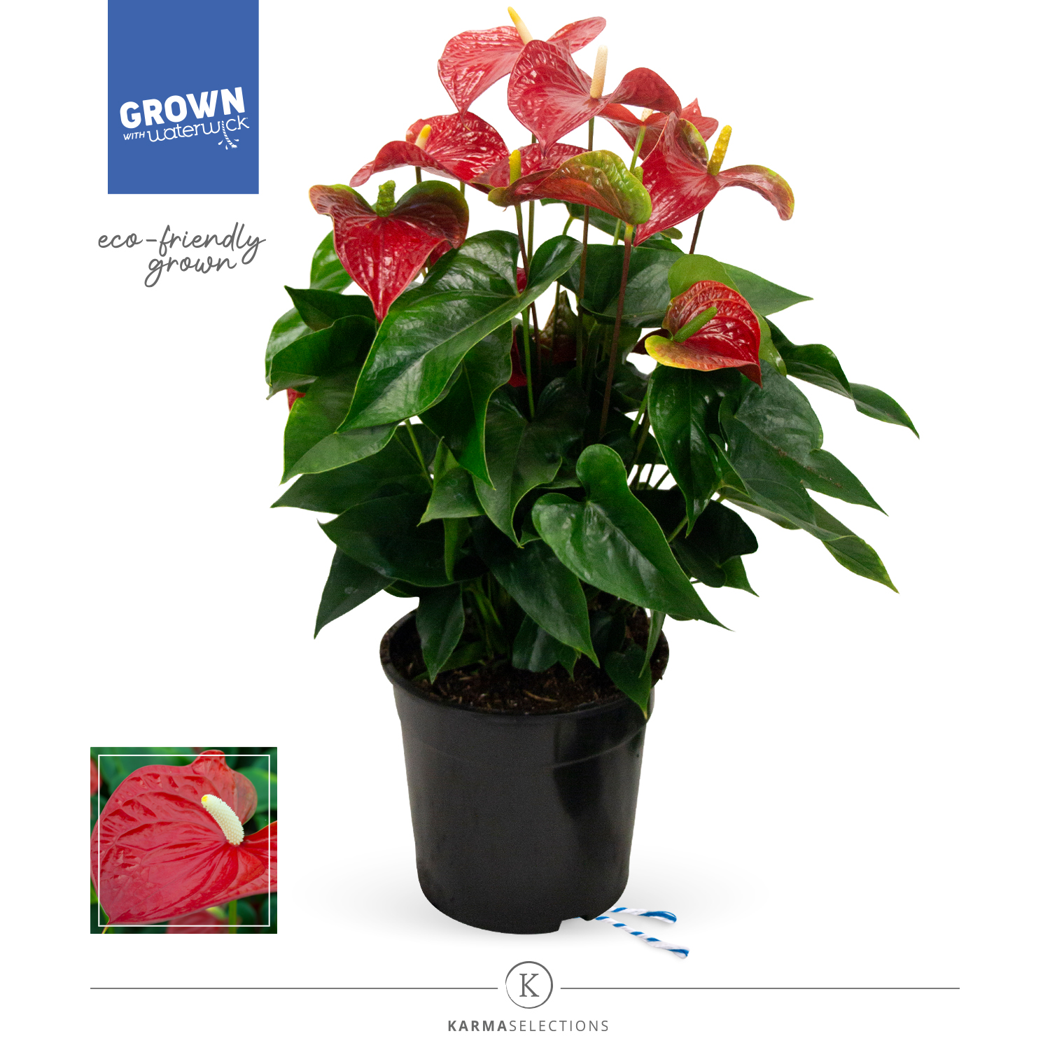 Anthurium andr. 'Karma Red' Anthurium andr. 'Karma Red'