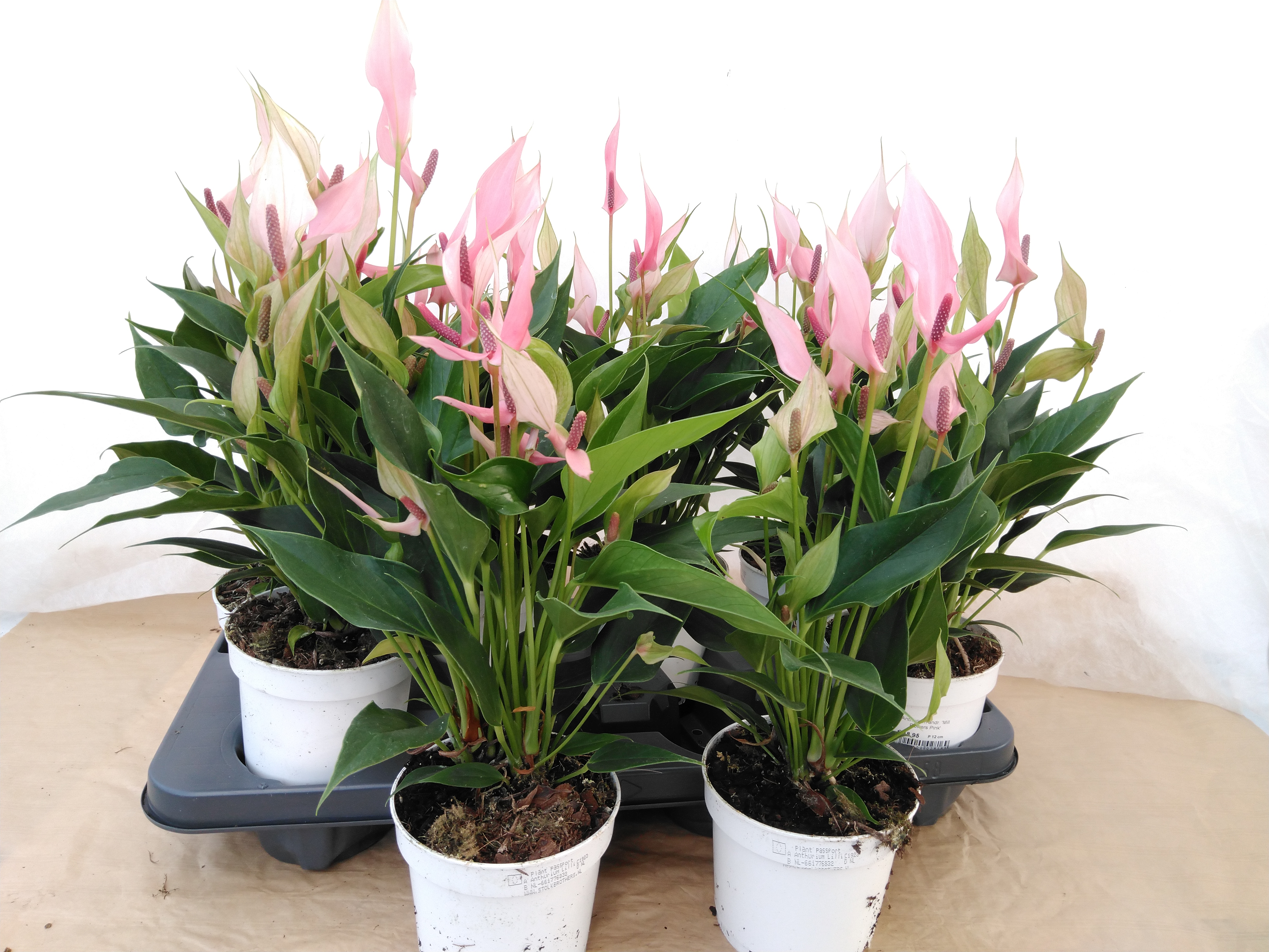 Anthurium andr. 'Mill Flowers Pink'
