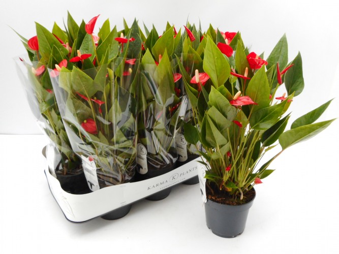 Anthurium andr. 'Mill Flowers Red'