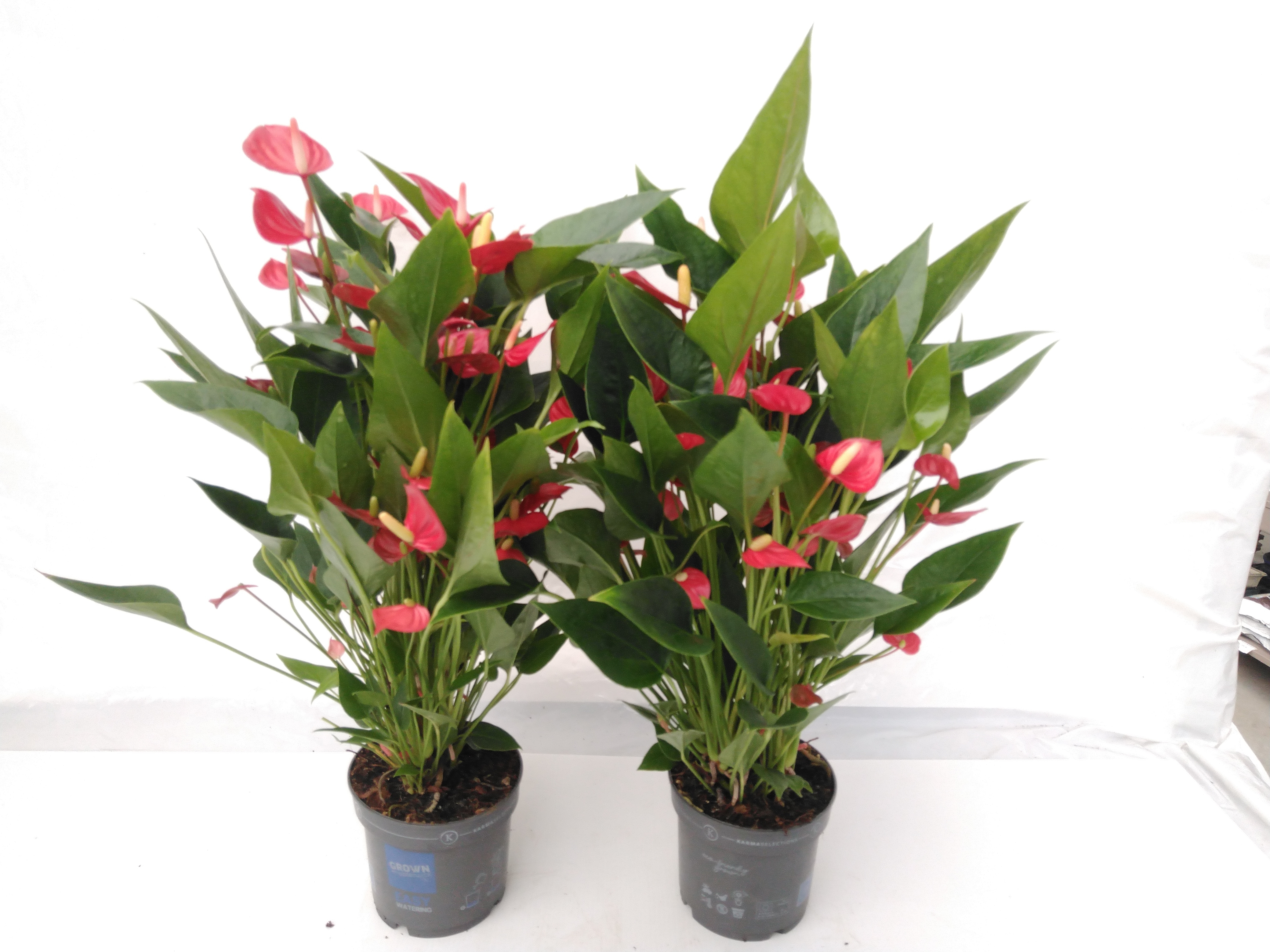 Anthurium andr. 'Mill Flowers Red' Less Plastic