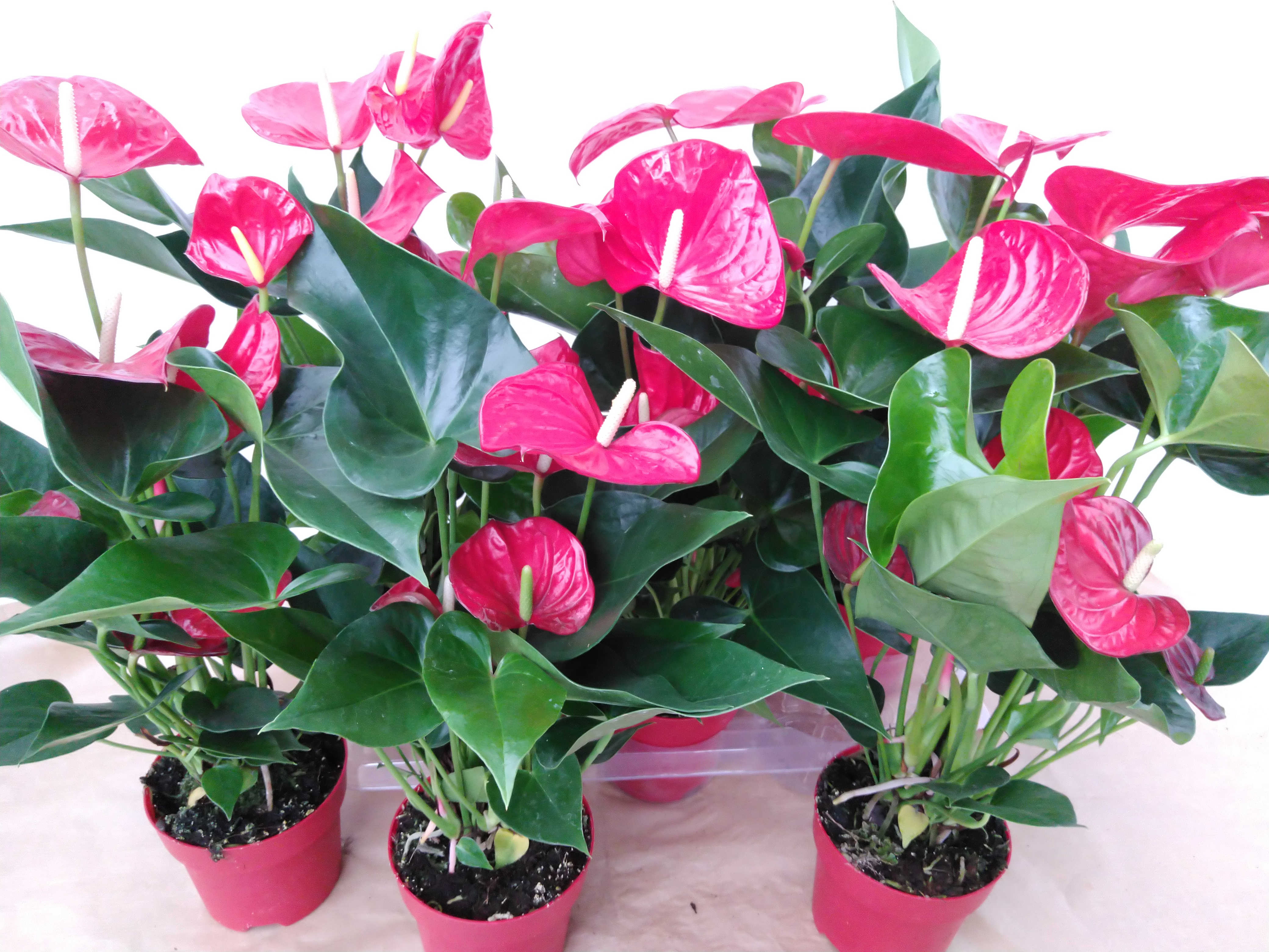 Anthurium andr. 'Minnesota'  XL Flowers