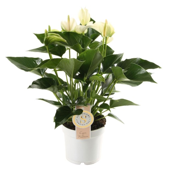 Anthurium andr. 'White Champion'