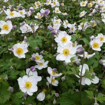 Anemone 'Elfin Swan'® Anemone 'Elfin Swan'®
