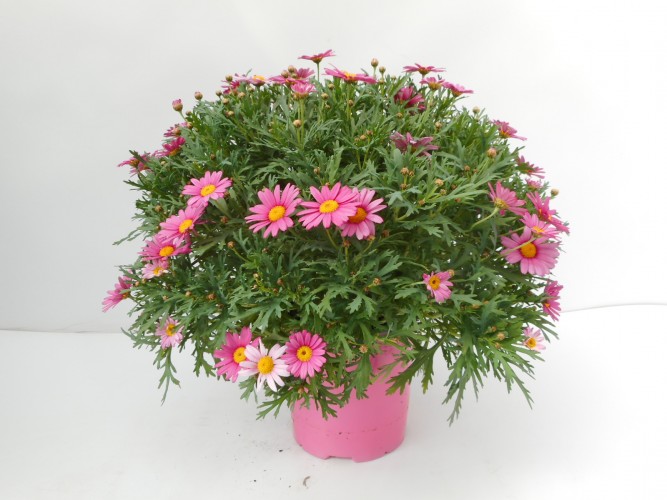 Anthemis fruticosa gekleurd  P18 - Italië