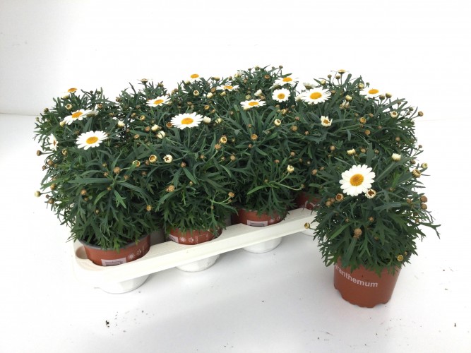 Anthemis fruticosa in kleuren Anthemis fruticosa in kleuren