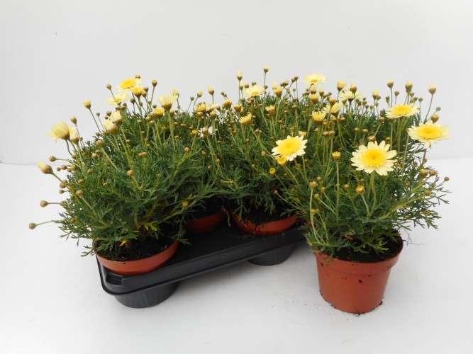Anthemis fruticosa in kleuren 