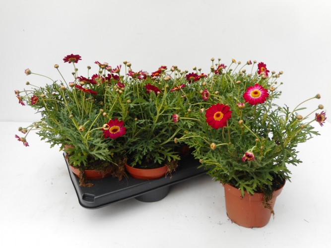 Anthemis fruticosa in kleuren 