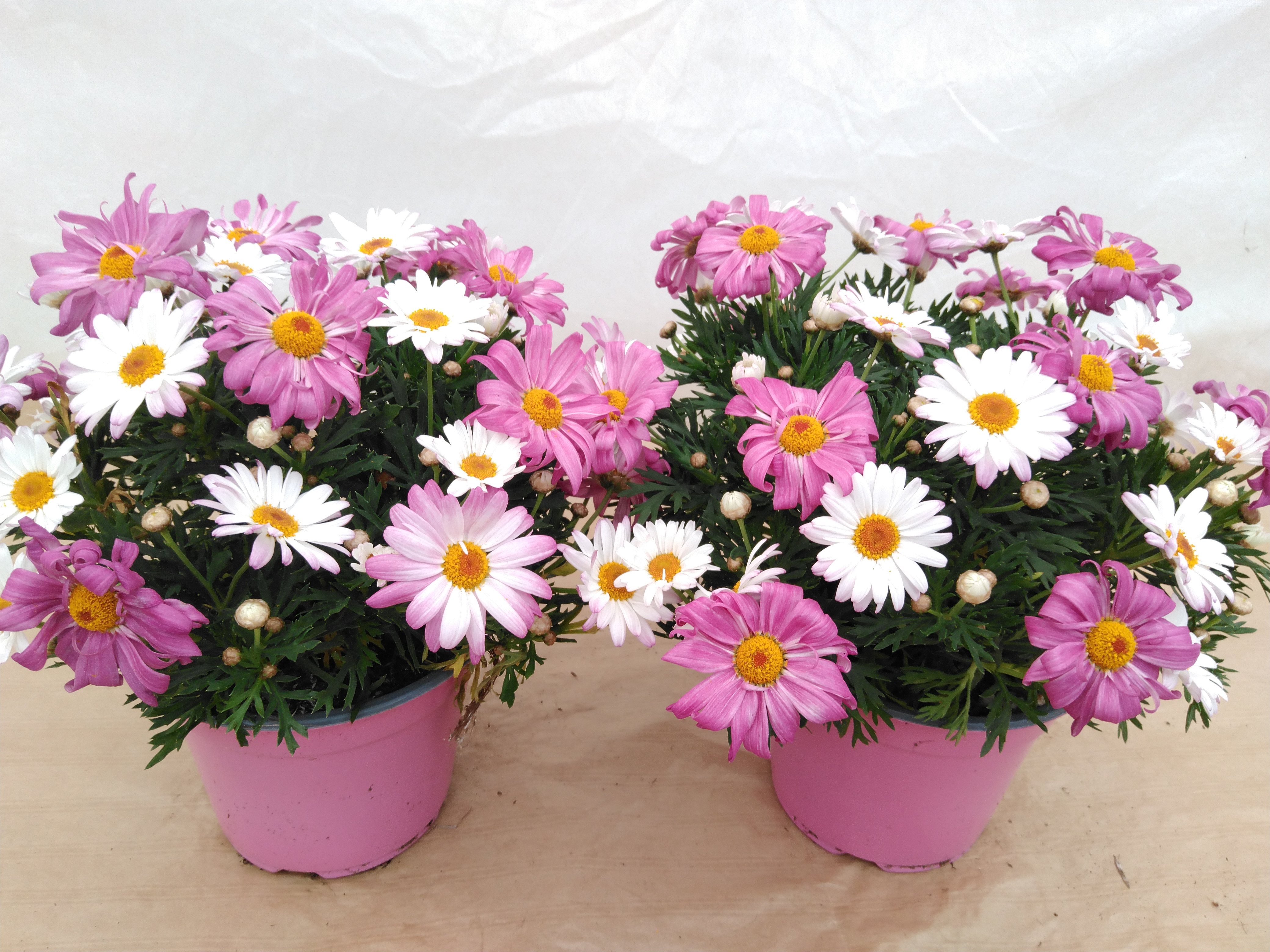 Anthemis fruticosa gekleurd  P14 - Italië