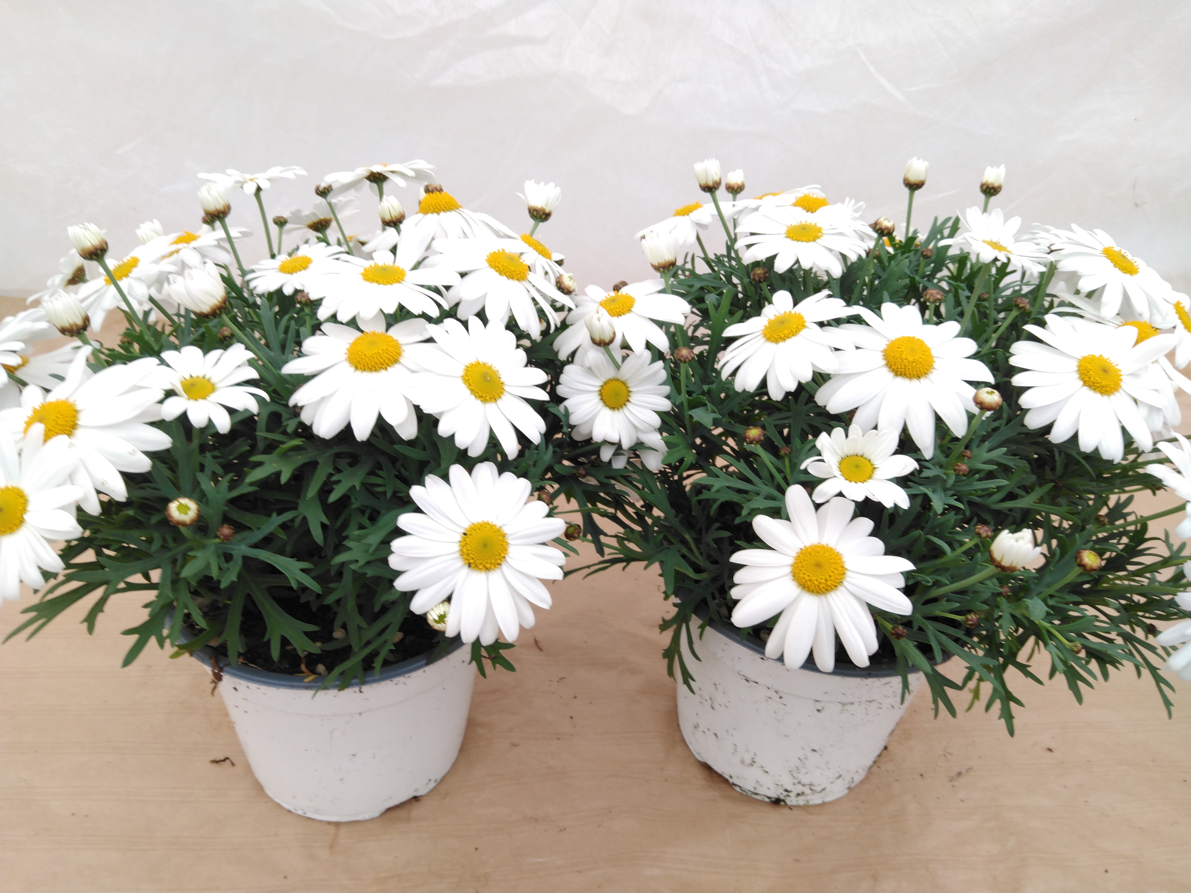 Anthemis fruticosa gekleurd  P14 - Italië