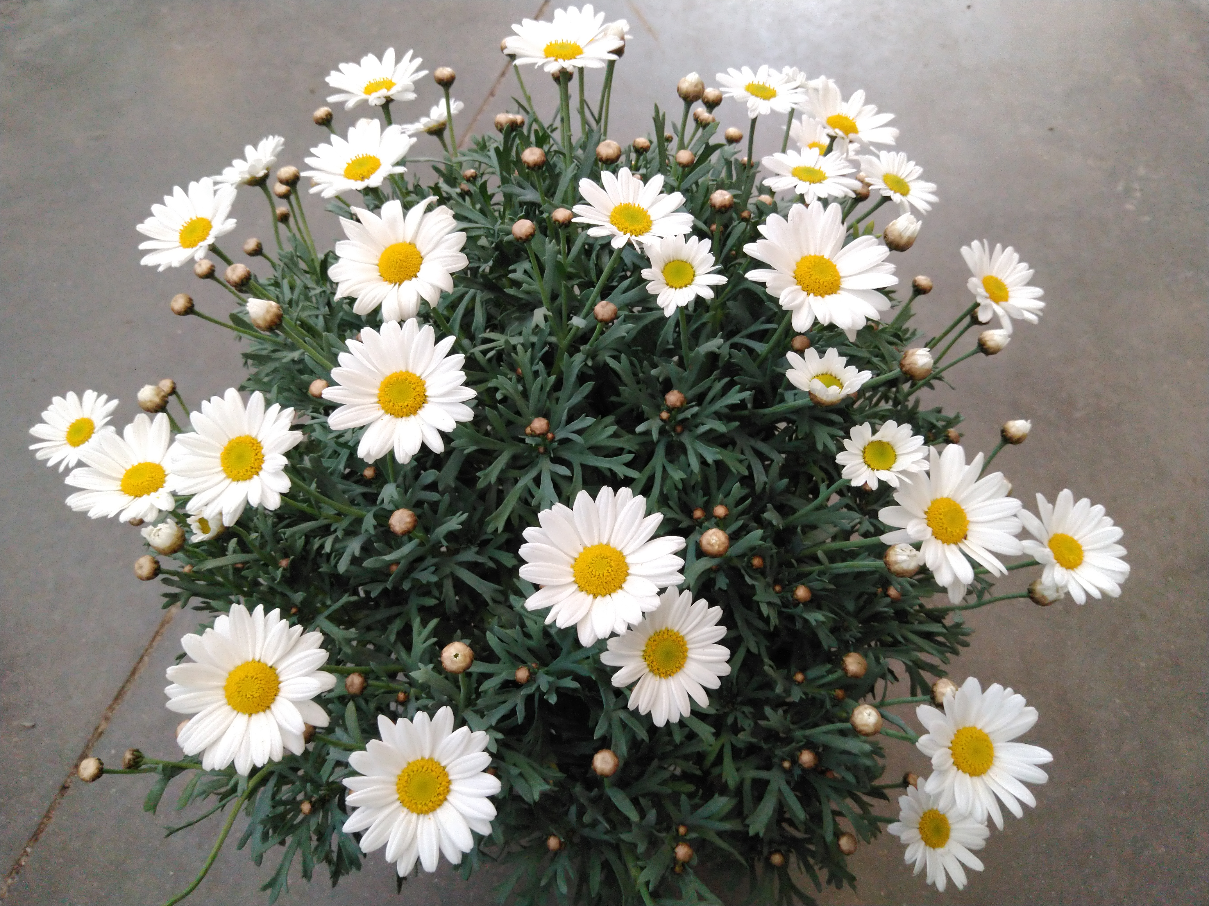 Anthemis wit op stam  - Italië