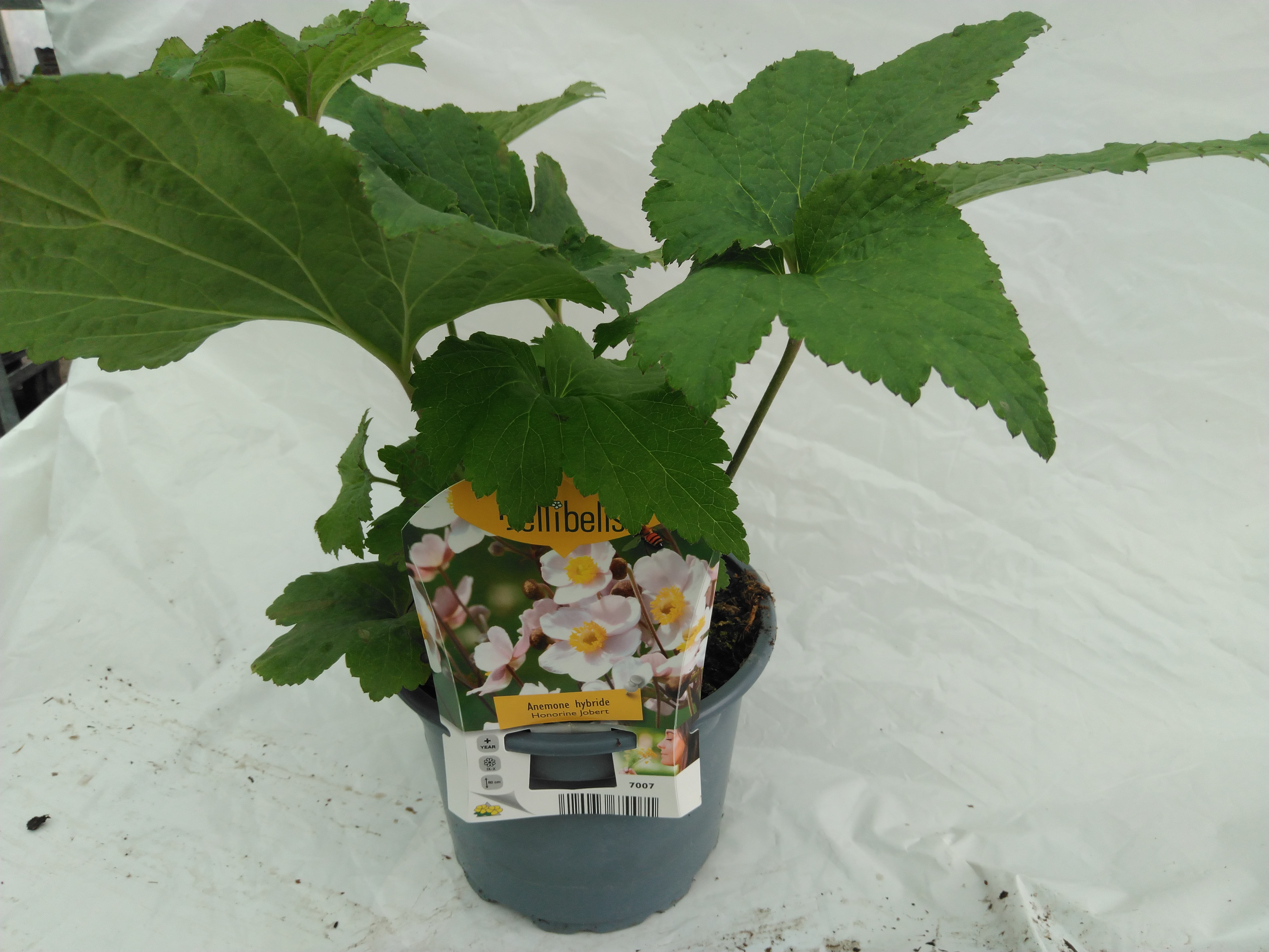 Anemone hybr. 'Honorine Jobert'