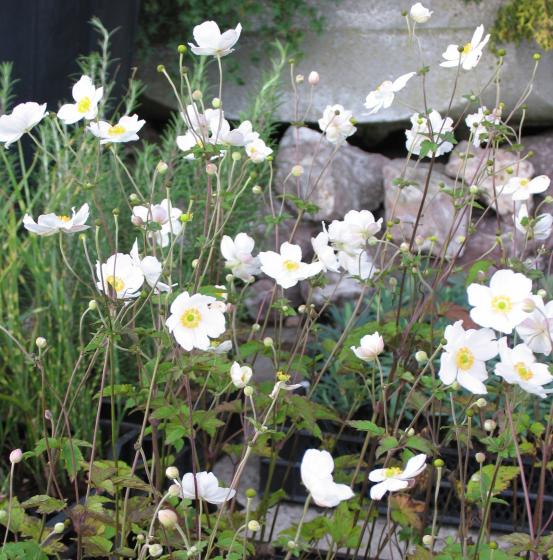 Anemone hybr. 'Honorine Jobert'