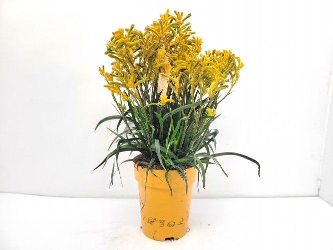 Anigozanthos Hibrida 'Downunder Dreams'