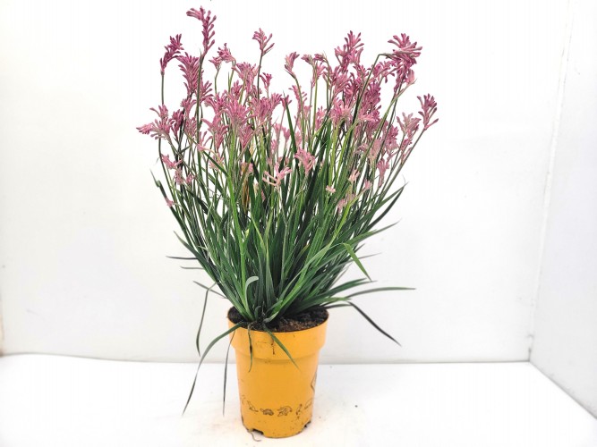 Anigozanthos Hibrida 'Downunder Dreams'