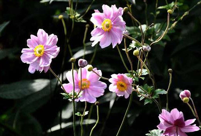 Anemone hyb. Prinz Heinrich Anemone hyb. Prinz Heinrich
