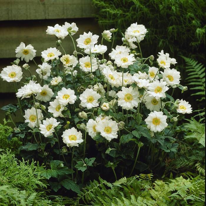 Anemone hybr. 'Whirlwind' Anemone hybr. 'Whirlwind'