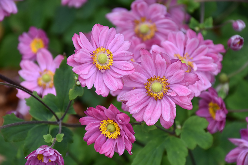 Anemone Pamina Anemone Pamina