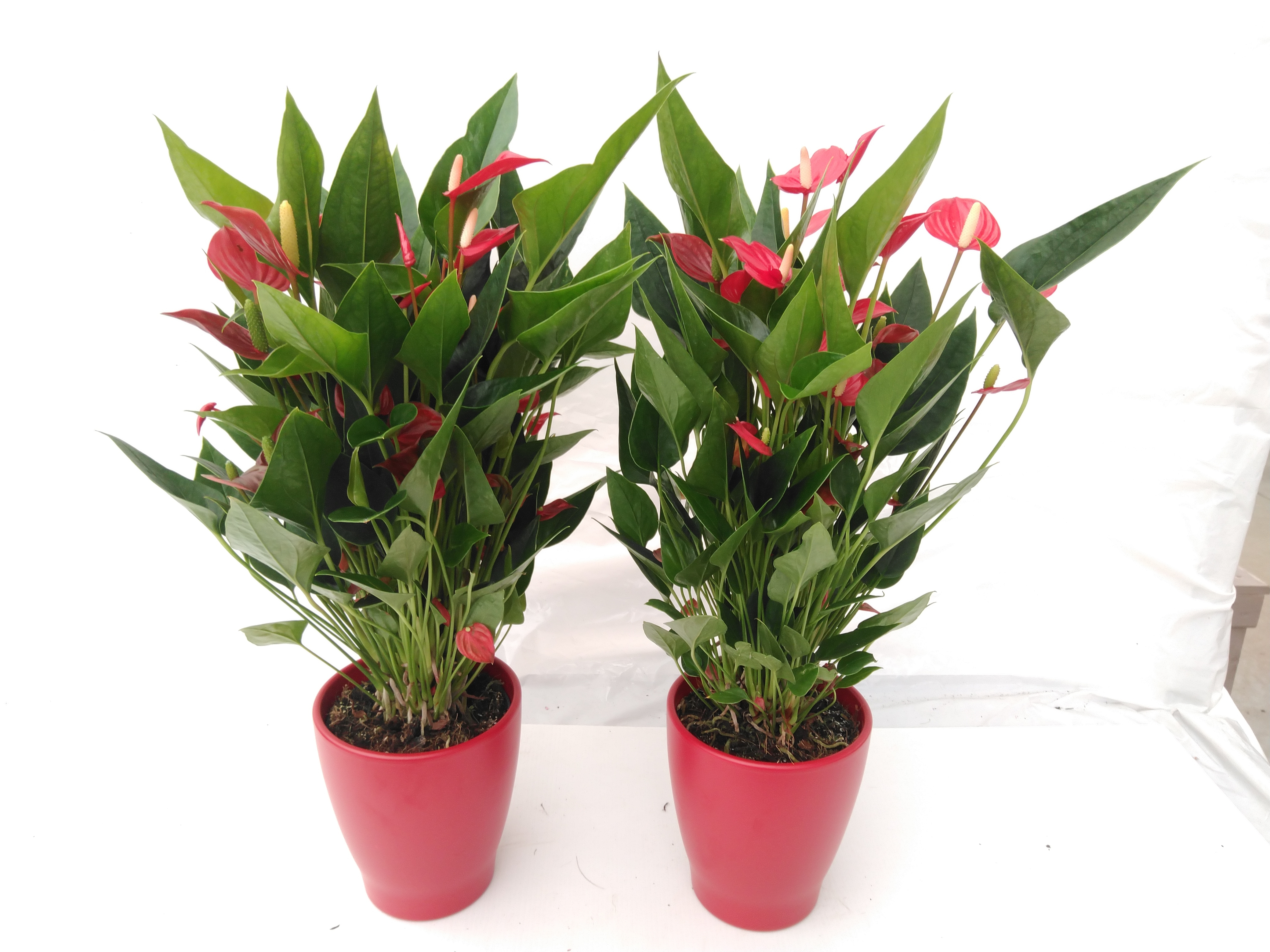 Anthurium - KARMA Million Caroline Red Cachepot