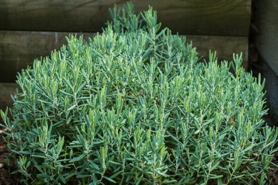 Andromeda polifolia 'Blue Lagoon'