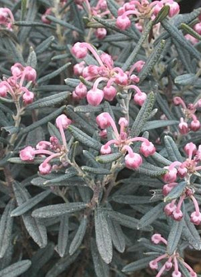Andromeda polifolia 'Blue Ice'