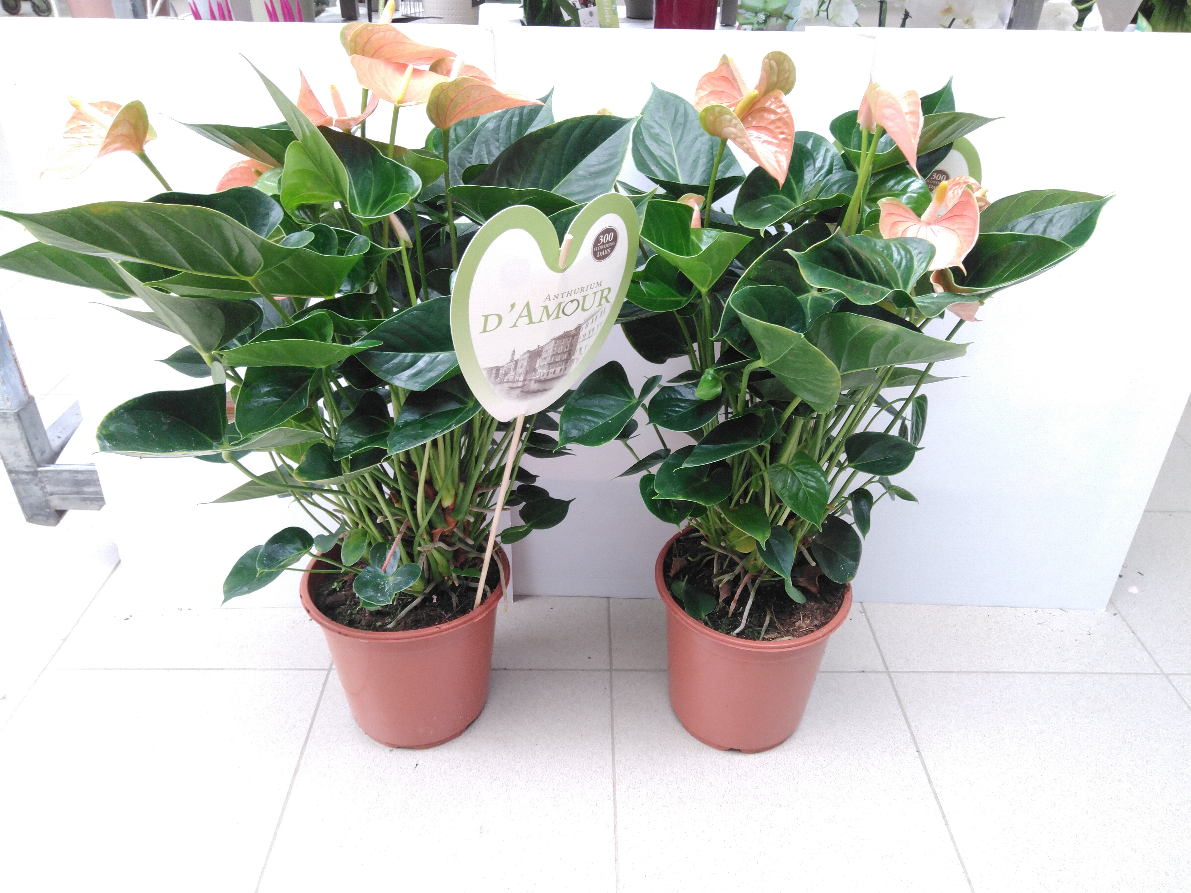 Anthurium 'Peachy Love'