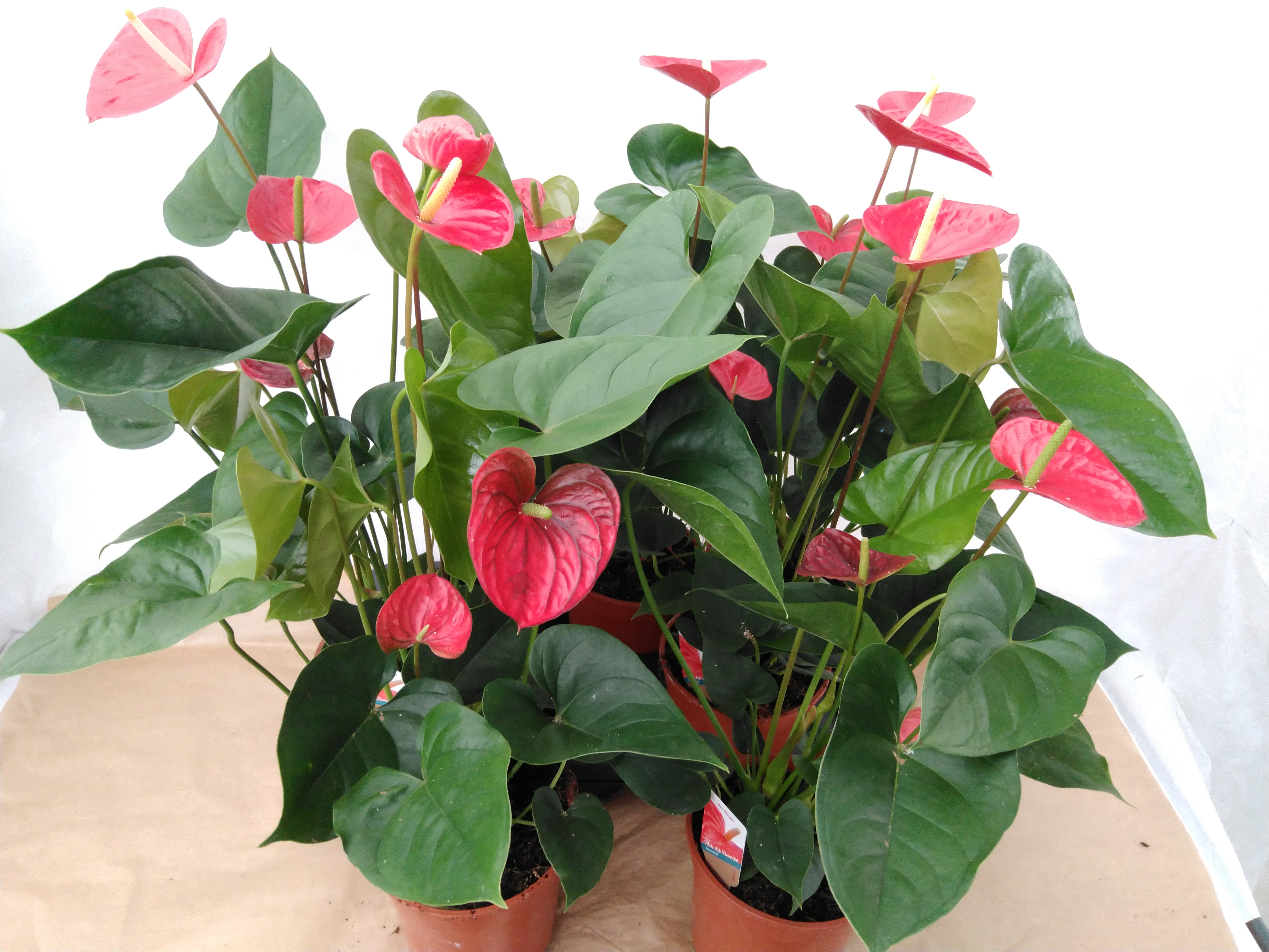 Anthurium andr. 'Red Winner' Basic