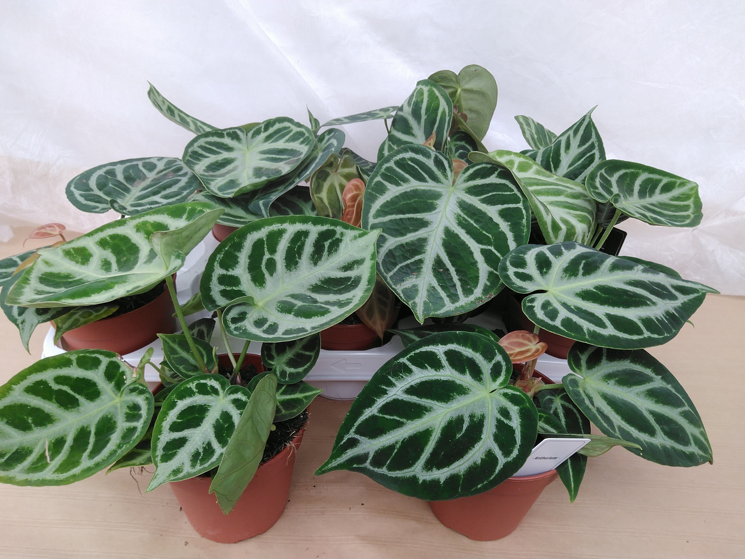 Anthurium Silver Blush