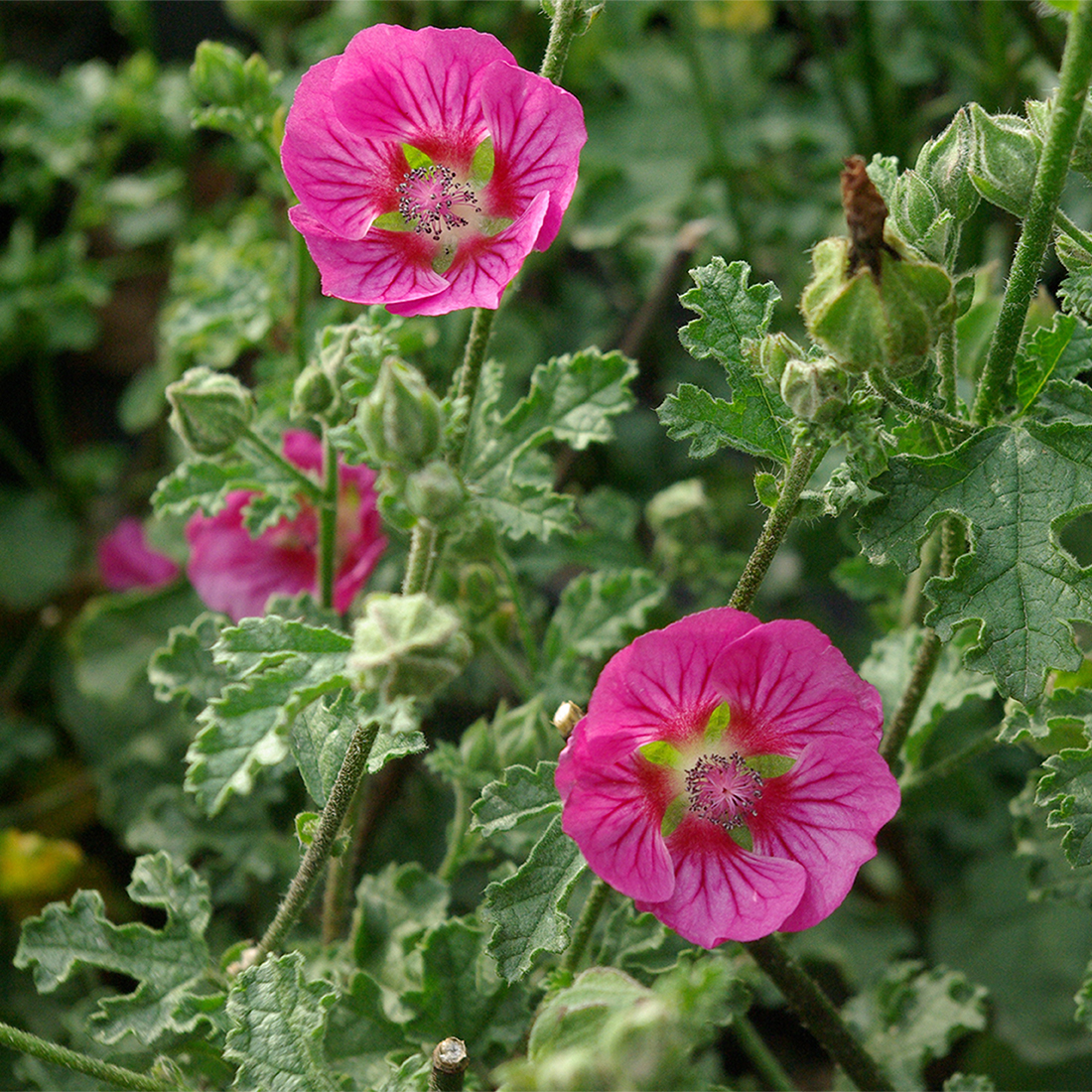 Anisodontea scabrida 'Large Red' Anisodontea scabrida 'Large Red'