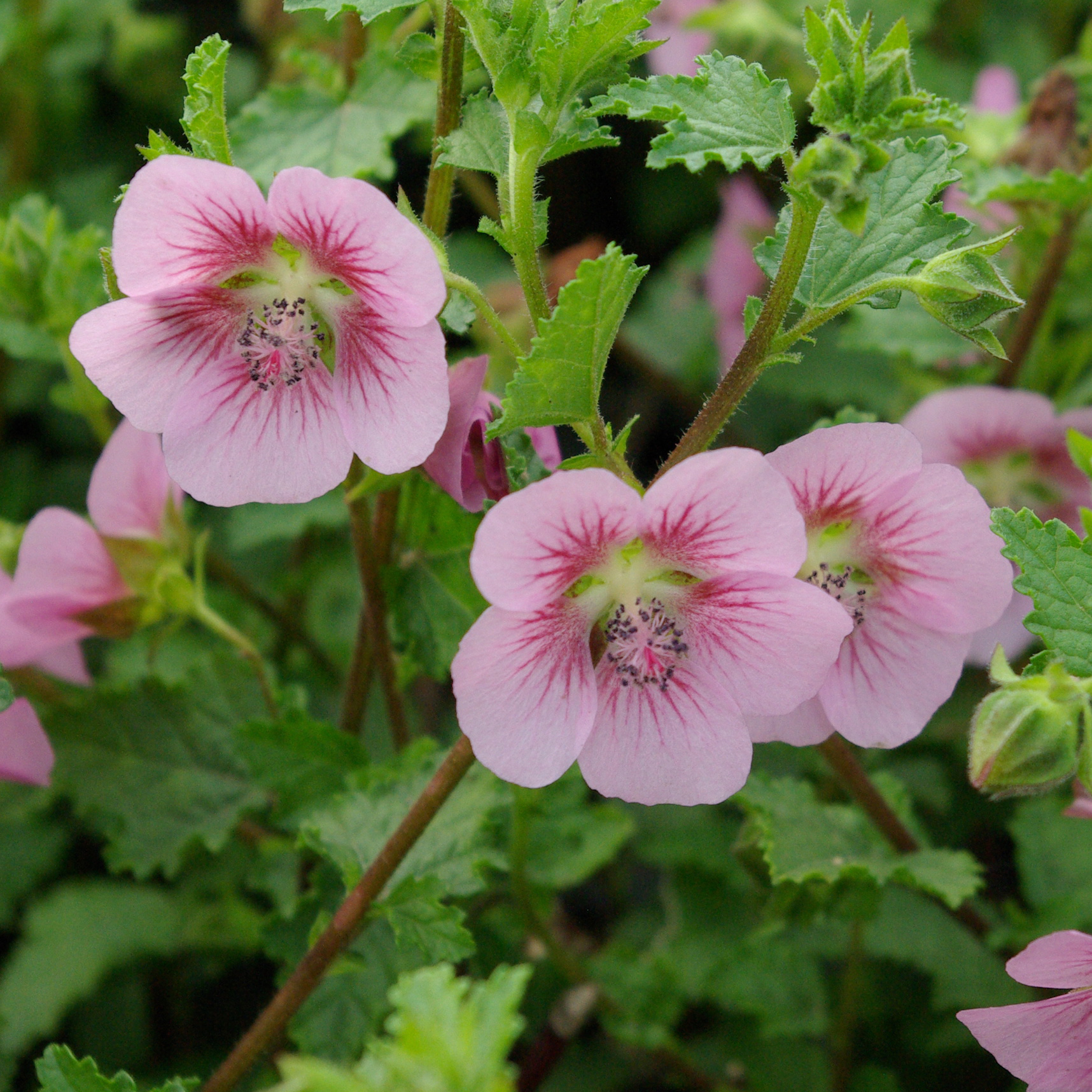 Anisodontea scabrida 'Miss Pinky' Anisodontea scabrida 'Miss Pinky'
