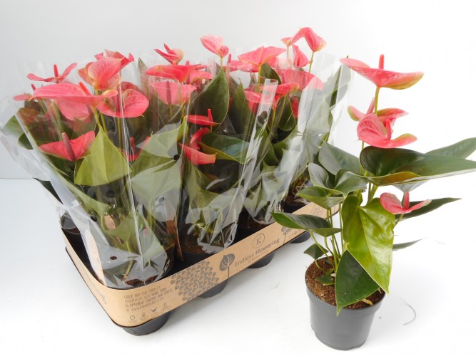 Anthurium 'Sweet Dreams' - PROMO