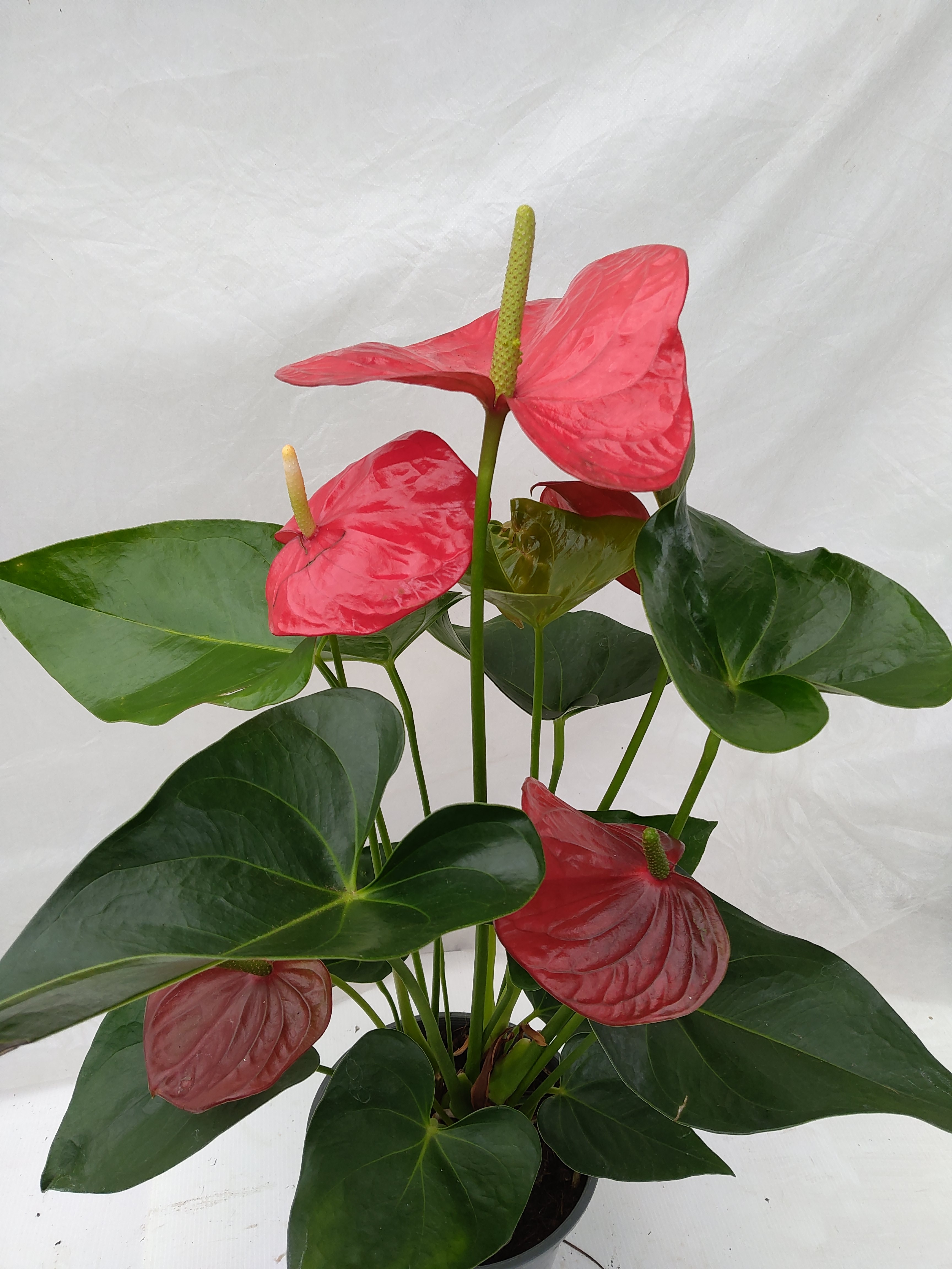 Anthurium Jambo