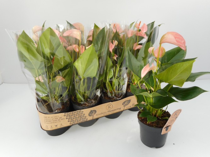 Anthurium 'Joli Peach'