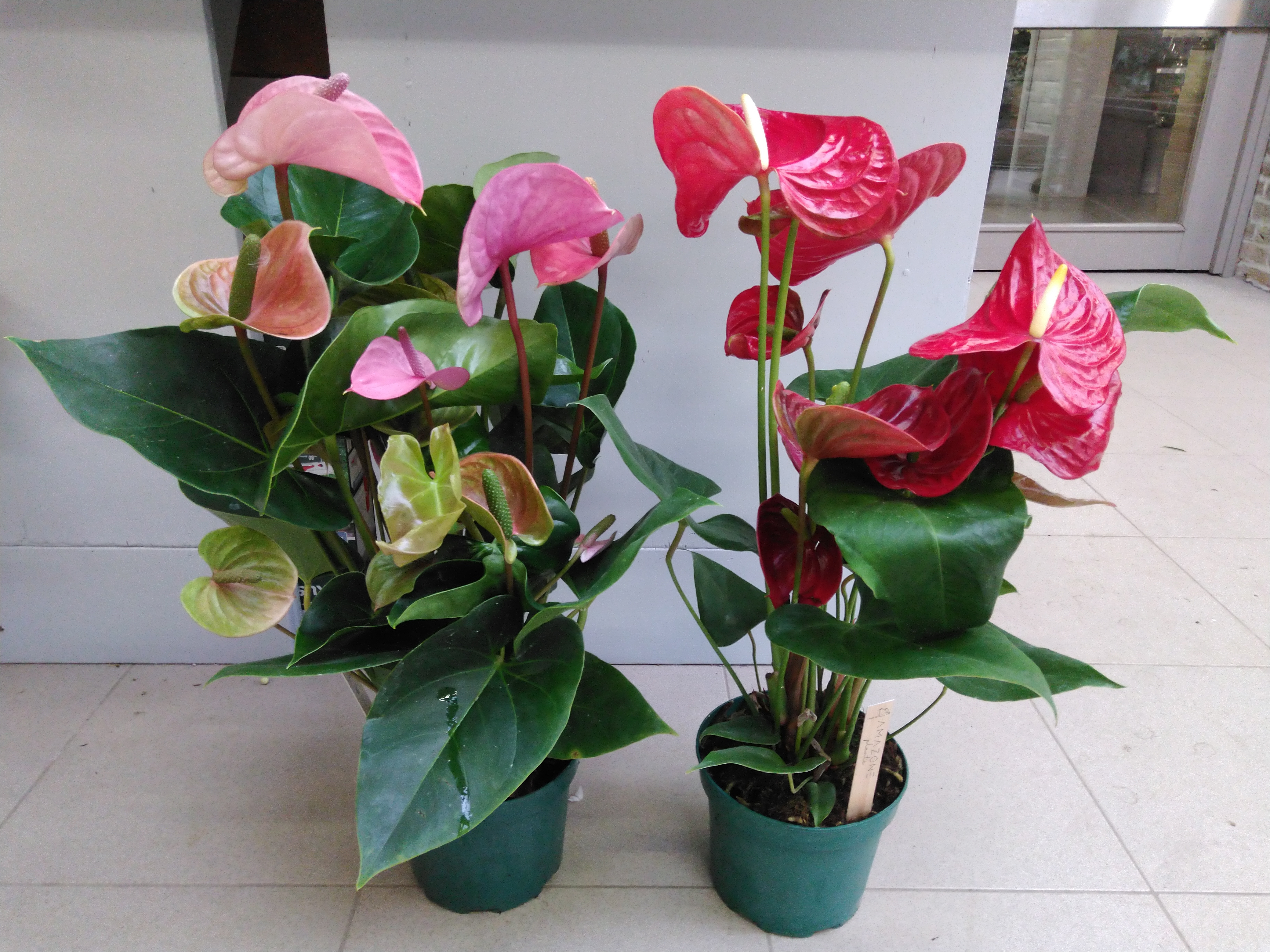 Anthurium  KARMA - Happy Mix - PROMO