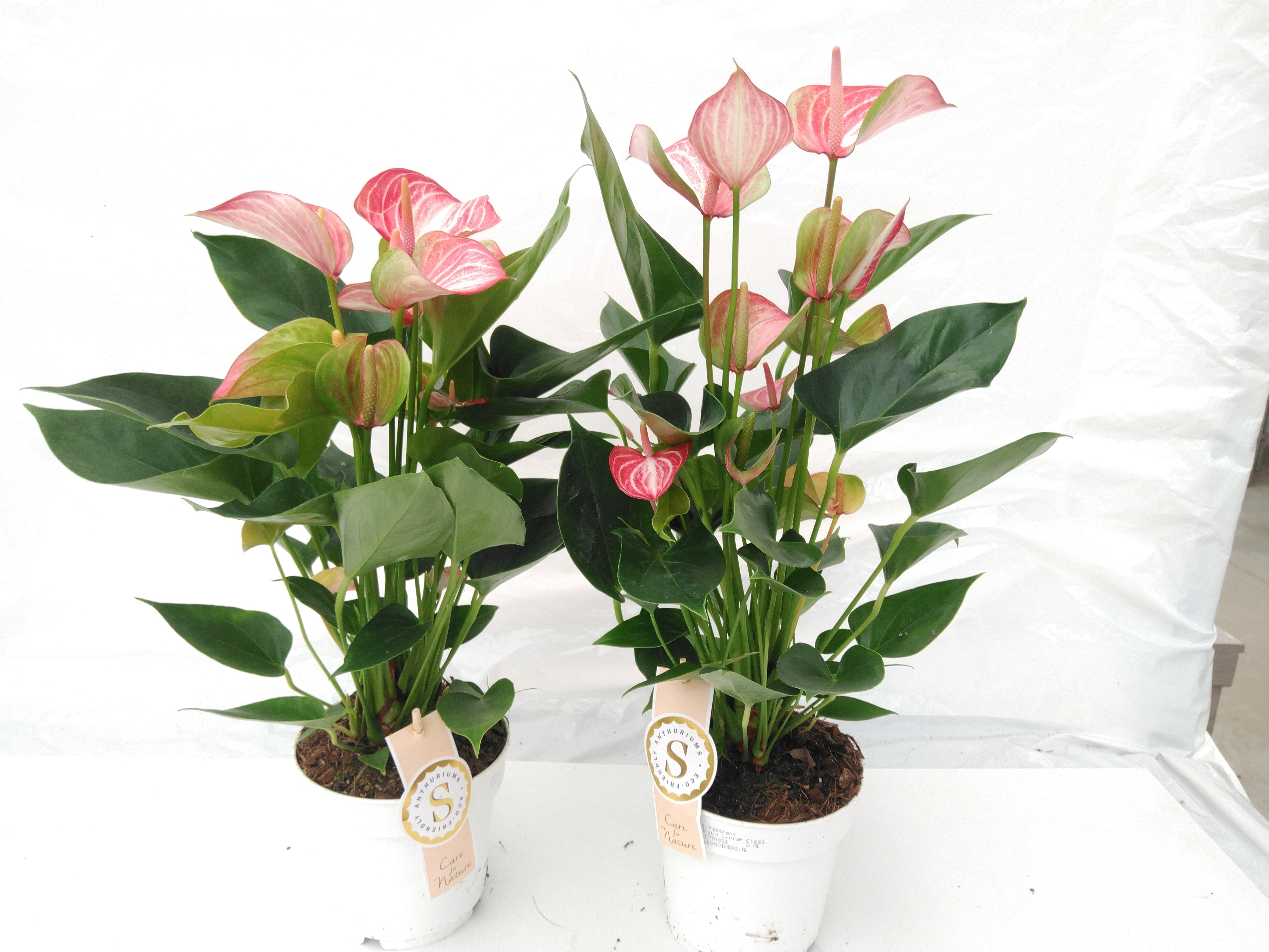 Anthurium 'Livium'