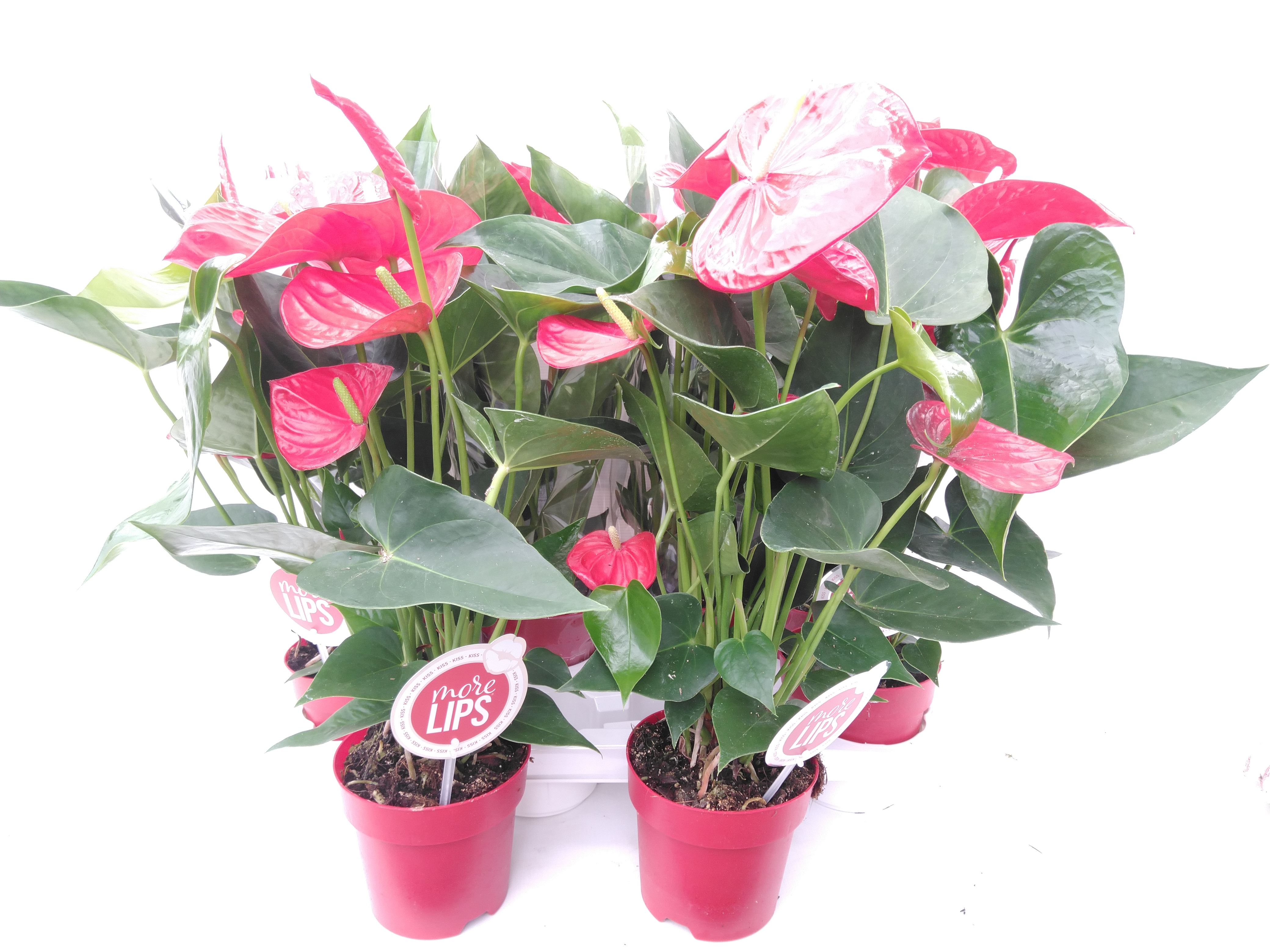 Anthurium Minnesota