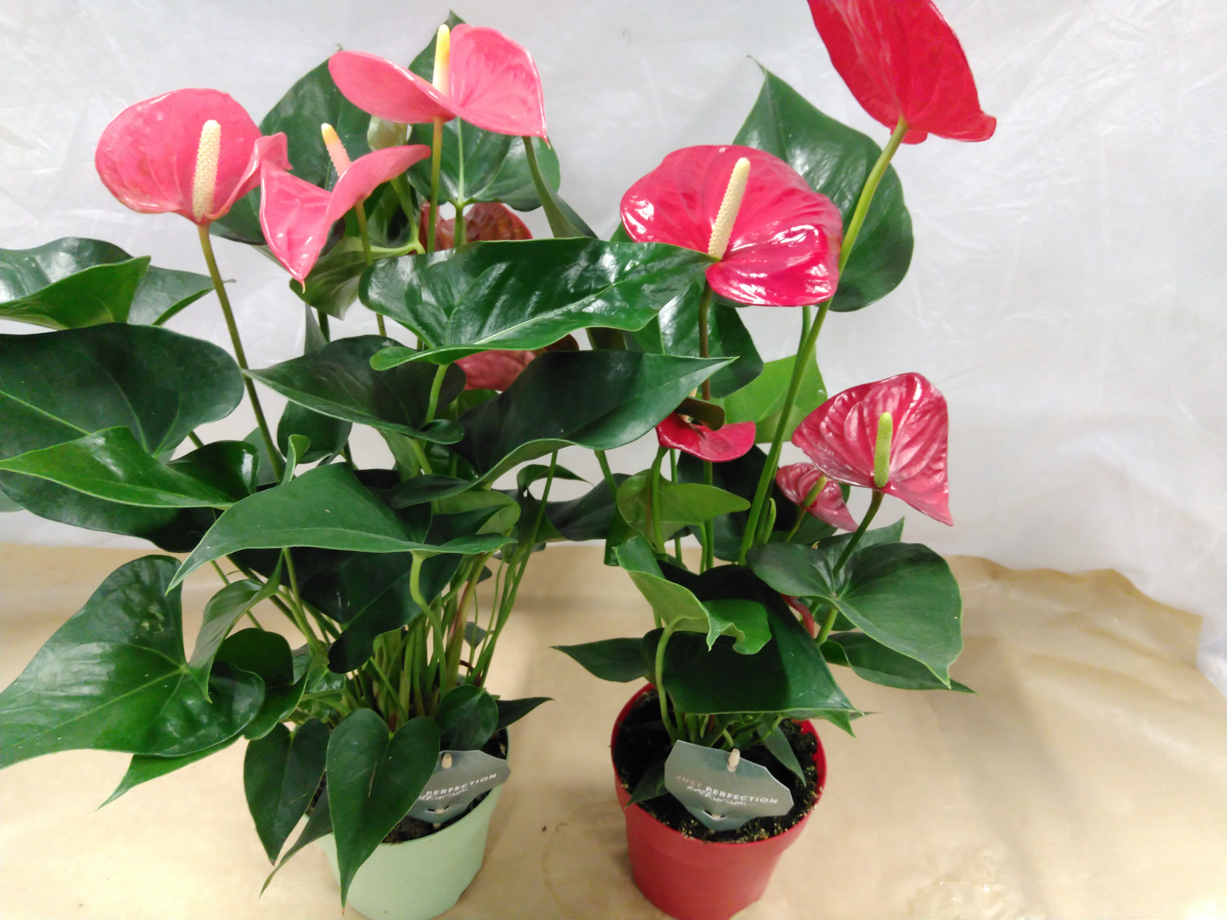 Anthurium Mix Rouge/Rosa Anthurium Mix Rouge/Rosa