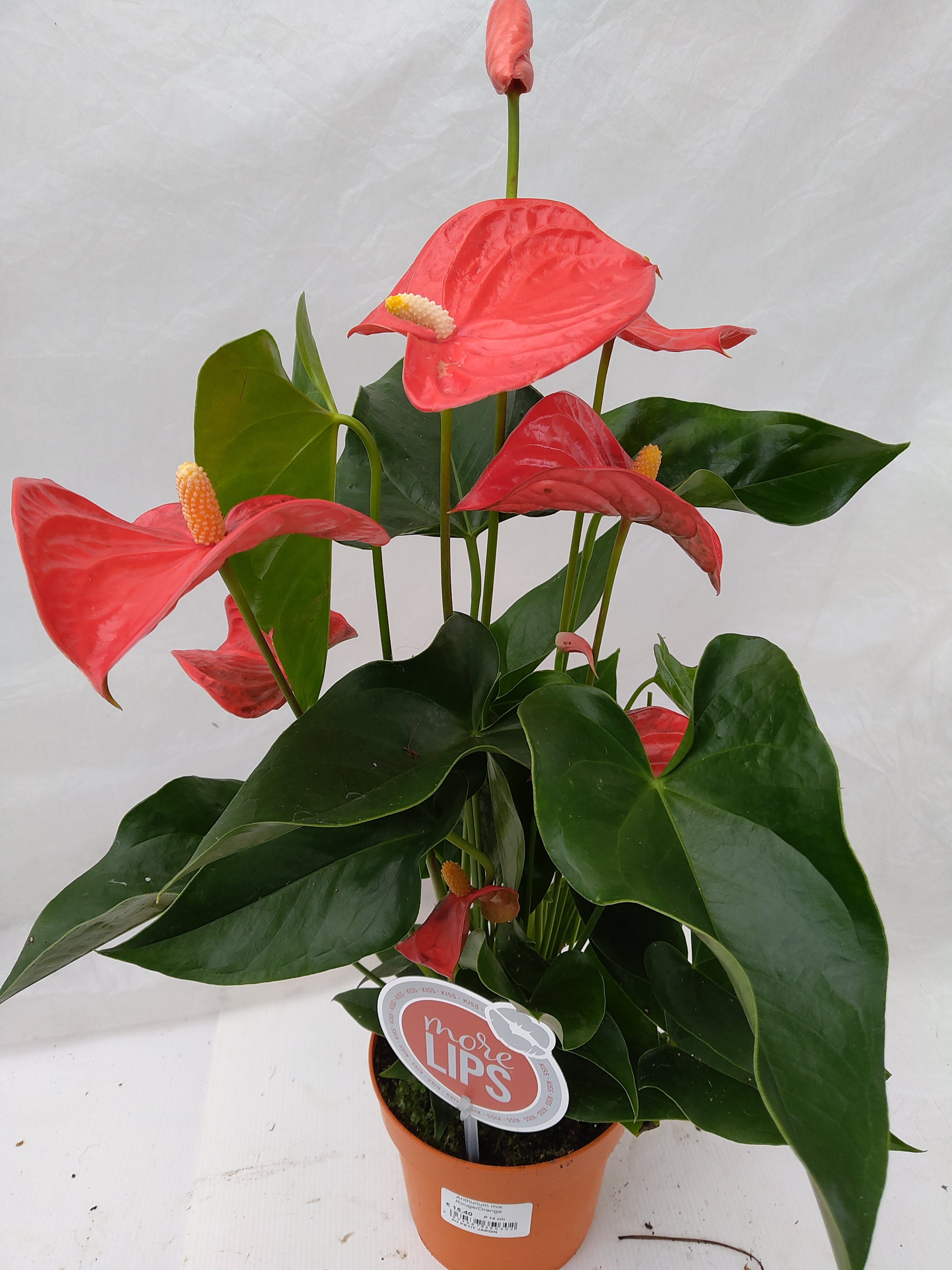 Anthurium Mix Rouge/Orange