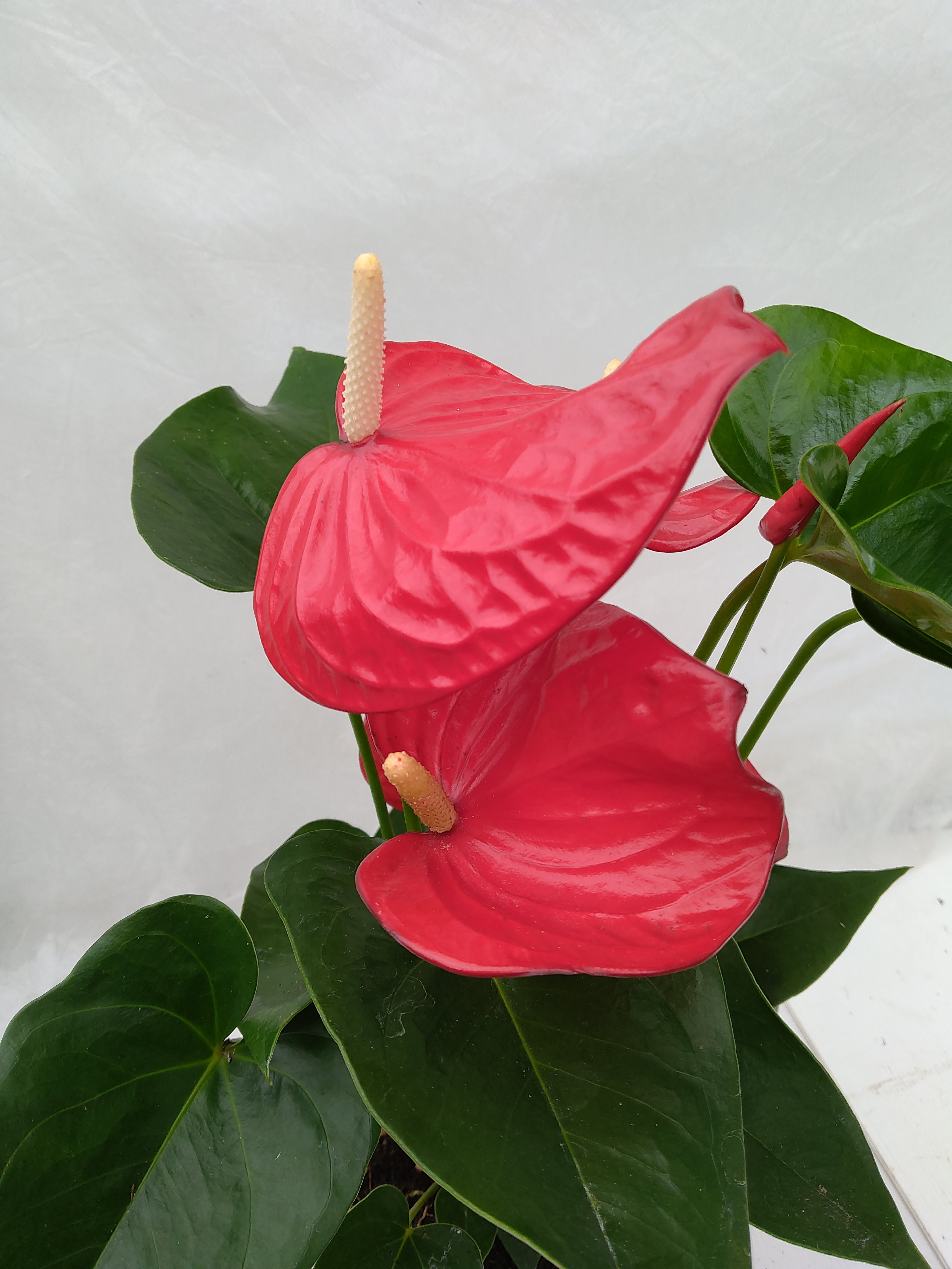Anthurium Mix Rouge/Orange
