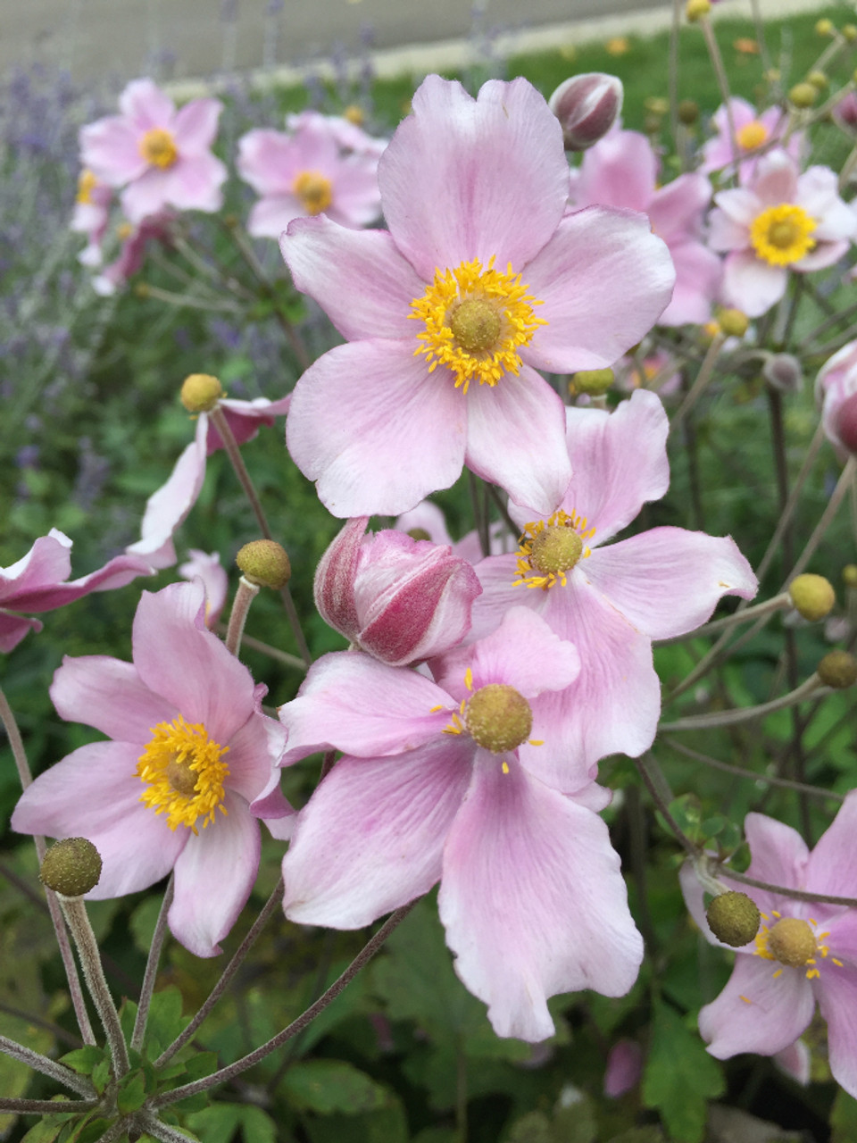 Anemone tom. 'Robustissima'