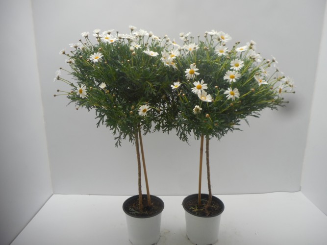Anthemis wit op stam  - Italië