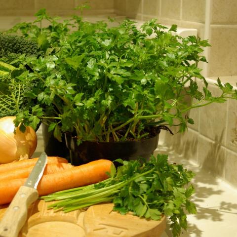Apium graveolens - snijselder