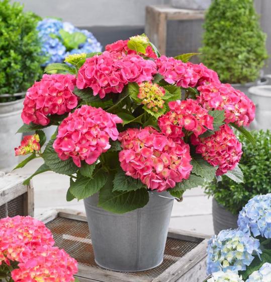 Hydrangea macr. 'Little Pink' ® (Little XS) Hydrangea macr. 'Little Pink' ® (Little XS)