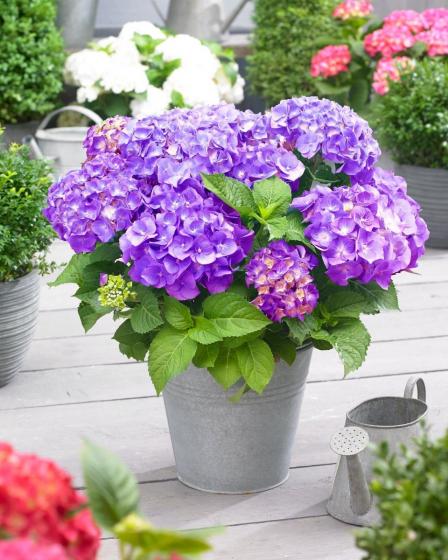 Hydrangea macr. 'Little Purple' ® 