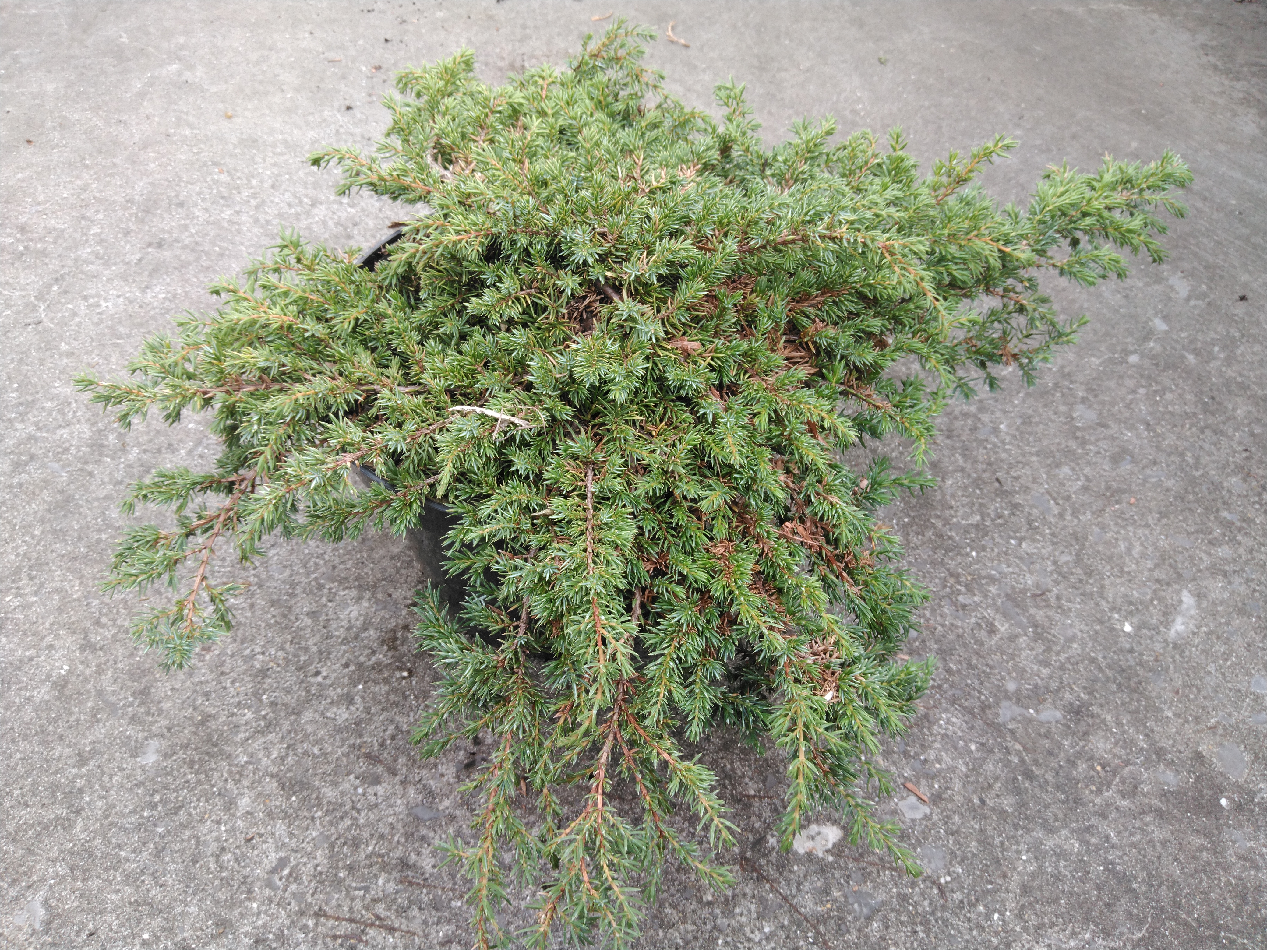 Juniperus comm. 'Lemon Carpet'