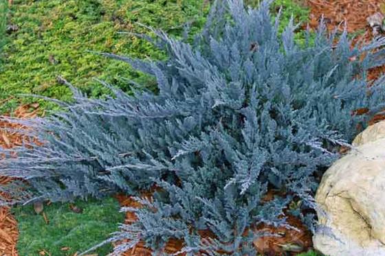 Juniperus horizontalis 'Blue Chip'